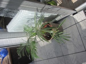 IMG_0085 (Mobile).JPG