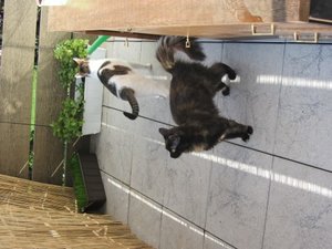 IMG_0093 (Mobile).JPG