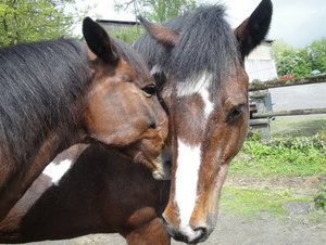 DSC08294_Bildgröße ändern.JPG