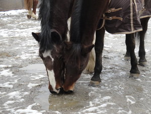 DSC05226_Bildgröße ändern.JPG