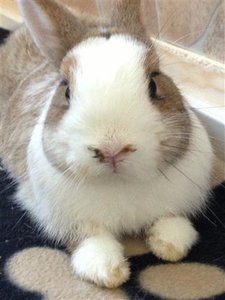 IMG_0828 (Klein).JPG