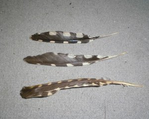 Ei Feder Insekten (1).JPG