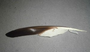 Ei Feder Insekten (10).JPG