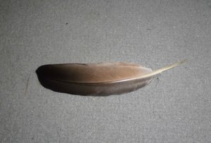 Ei Feder Insekten (12).JPG