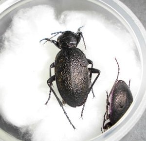 Ei Feder Insekten (5).JPG