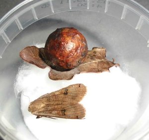 Ei Feder Insekten (7).JPG