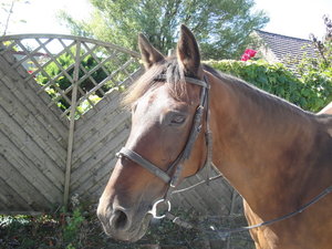 DSC02964_Bildgröße ändern.JPG DSC02964_Bildgröße ändern.JPG