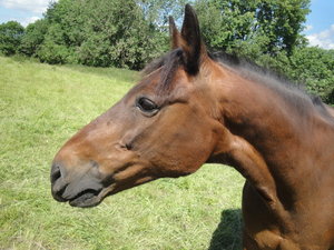 DSC09447_Bildgröße ändern.JPG DSC09447_Bildgröße ändern.JPG