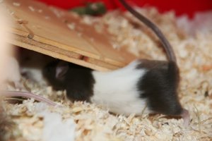 IMG_2590.JPG IMG_2590.JPG