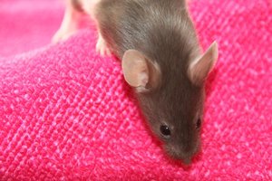 IMG_2458.JPG IMG_2458.JPG