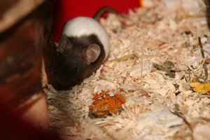 IMG_2554.JPG IMG_2554.JPG