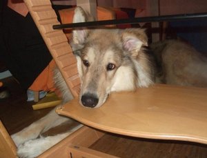 Bequemer Stuhl 2010.JPG