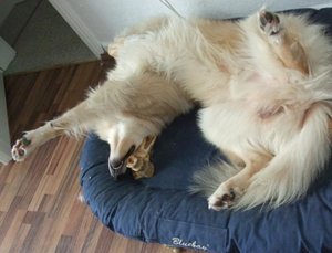 Bequemer Knochen 2011.JPG