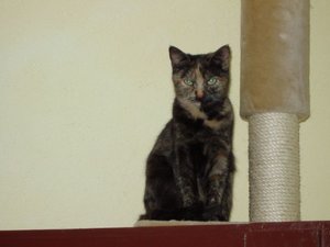 Bilder garten und Mietz 014.jpg