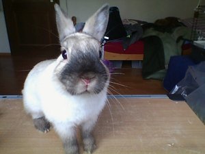 Snapshot_20130502_1.JPG Snapshot_20130502_1.JPG