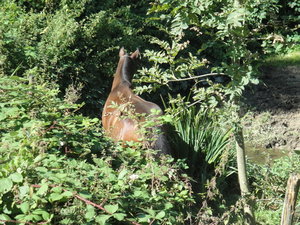 DSC03003_Bildgröße ändern.JPG