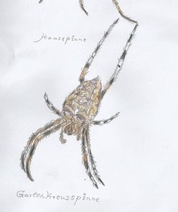 Gartenkreuzspinne.jpg