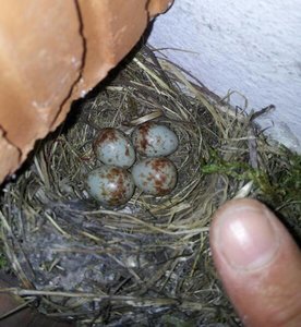 20130608_184832-1.jpg 20130608_184832-1.jpg