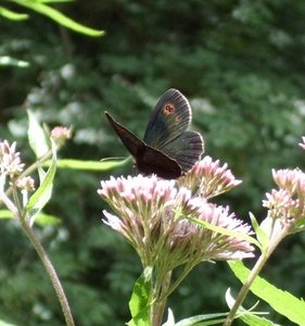 CIMG0768 - Kopie - Kopie.JPG CIMG0768 - Kopie - Kopie.JPG