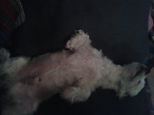 IMG-20130421-WA0009.jpg IMG-20130421-WA0009.jpg