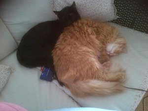 390387_10200796639588974_1289865574_n.jpg 390387_10200796639588974_1289865574_n.jpg