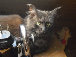 Bilder Ebay 175.jpg Bilder Ebay 175.jpg