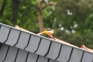 IMG_2069web.jpg IMG_2069web.jpg