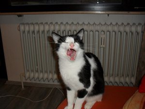 SDC10935.JPG SDC10935.JPG