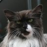 Maine-coon
