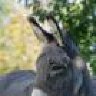 Donkey