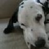 Dalmi_pudel