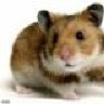 hamster12