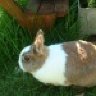 Kaninchenlady