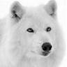 ShiroiInu