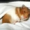 HamsterGiirl15