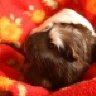 guineapig
