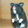 Hamster:)
