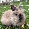 Zwergkanninchen110