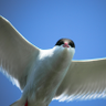 tern