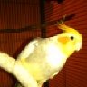 Cockatiel