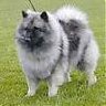 Keeshond