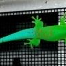 Gecko7