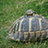 turtlethom