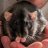 RatMom