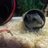 *_Hamsterchen_*