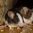 little-Mice