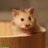 TeddyTheHamster