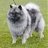 Keeshond