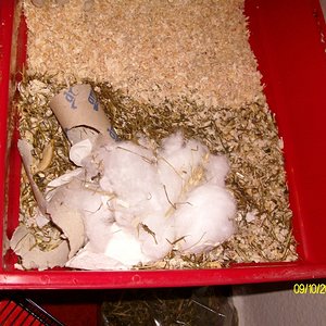 Unser kleines Nest mit reichlich Nachwuchs