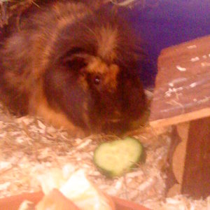 Meerschweinchen Cappuchino